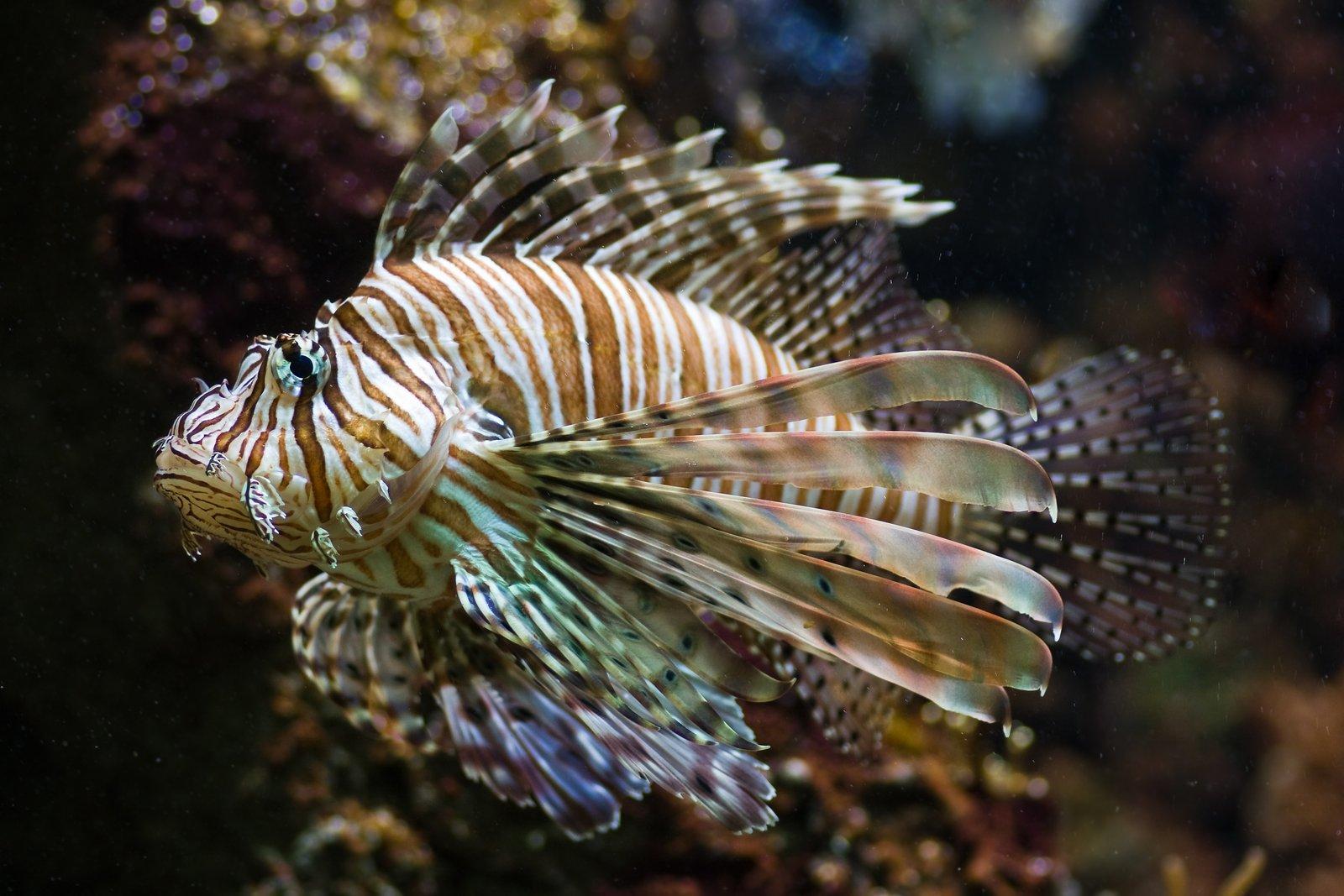 Lionfish ki jankari