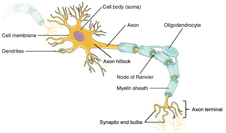 Brain Neurons fact in hindi