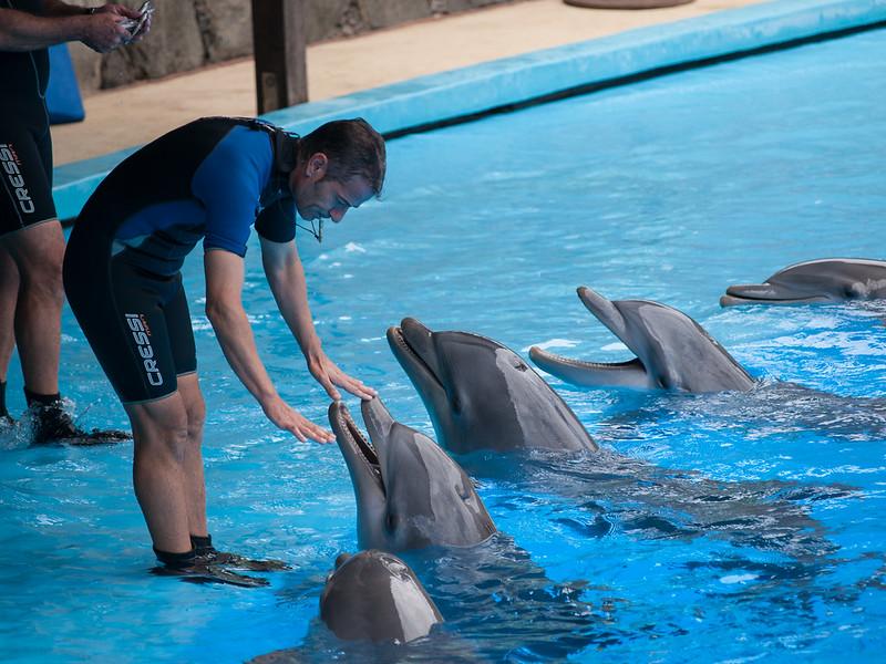 dolphin playing near human in Hindi